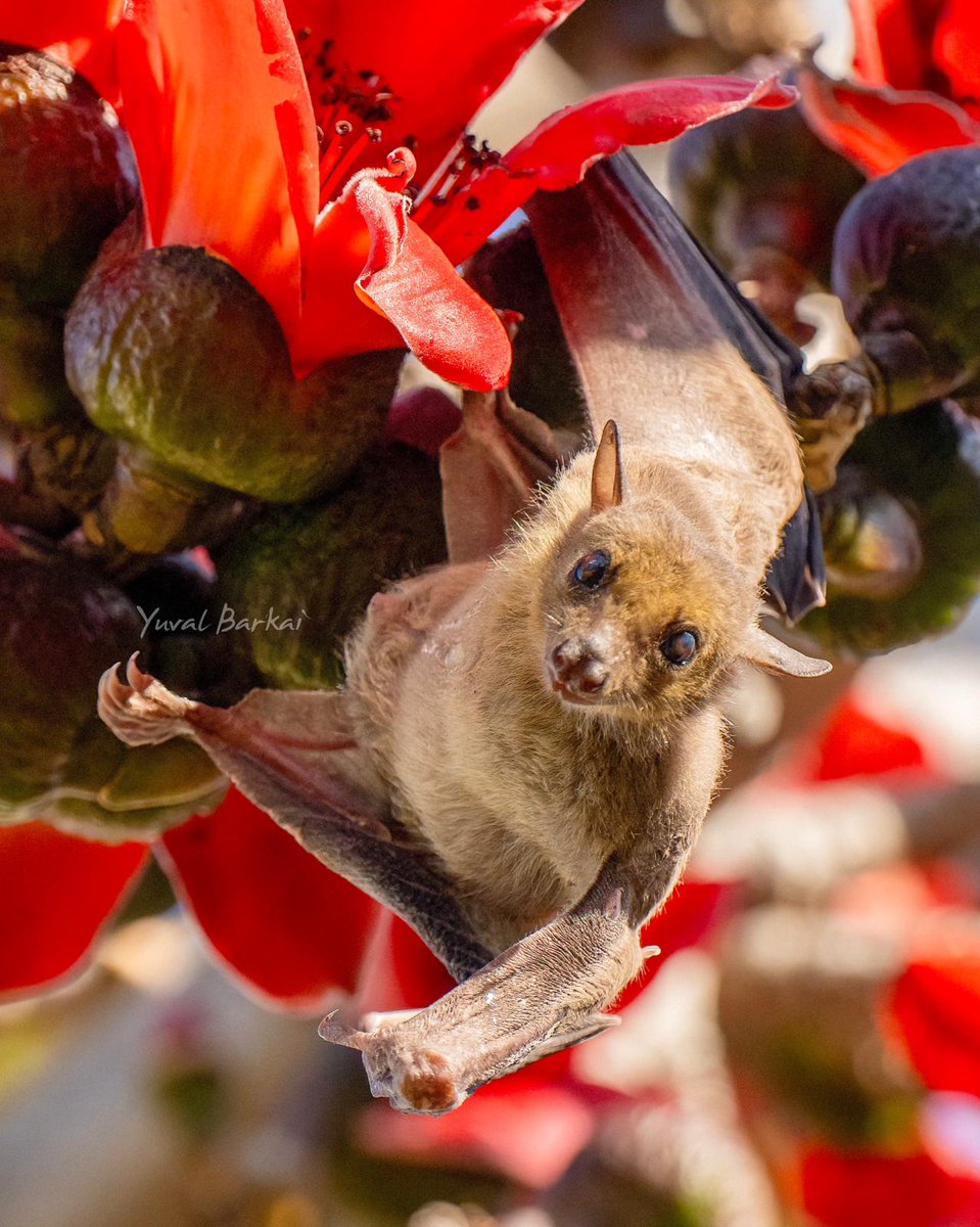 Want to work on GPS tracking of wild bats? Checkout the Azrieli postdoc scholarships. Deadline is around the corner. azrielifoundation.org/fellows/intern…