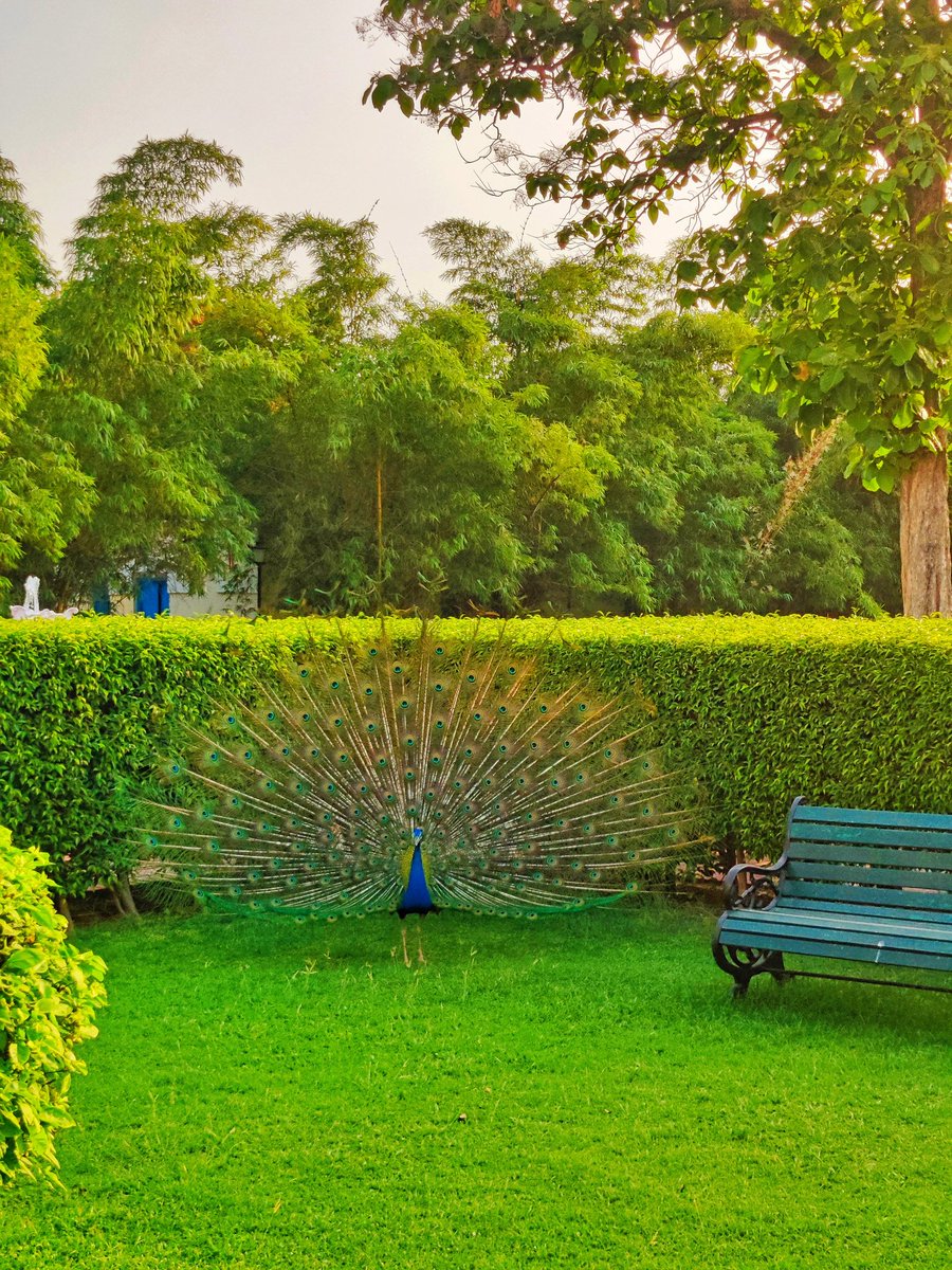 Behold the graceful peacocks, India's national bird, adorning the grounds of our palace with their majestic presence. Their melodious calls echo tranquility, enveloping Taj Nadesar Palace in a serene aura. #PalatialPeacocks #Taj #Tajness #TajHotels #TajNadesarPalace #Varanasi