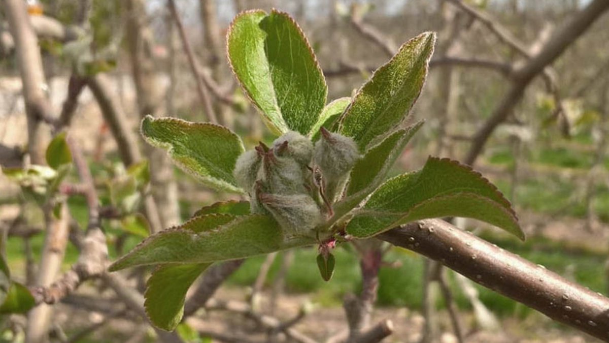 BASF_AgroES's tweet photo. El hongo del #moteado es una enfermedad que se manifiesta en forma de lesiones o manchas de color negro mate o pardo sobre las hojas, los brotes o los frutos del árbol 🌳🌿
Descubre cómo identificarlo y en qué momento intervenir en este #CAMPOSCOPIO 👇
https://t.co/wWZJ3DxEOS https://t.co/sb1EREqPJ9