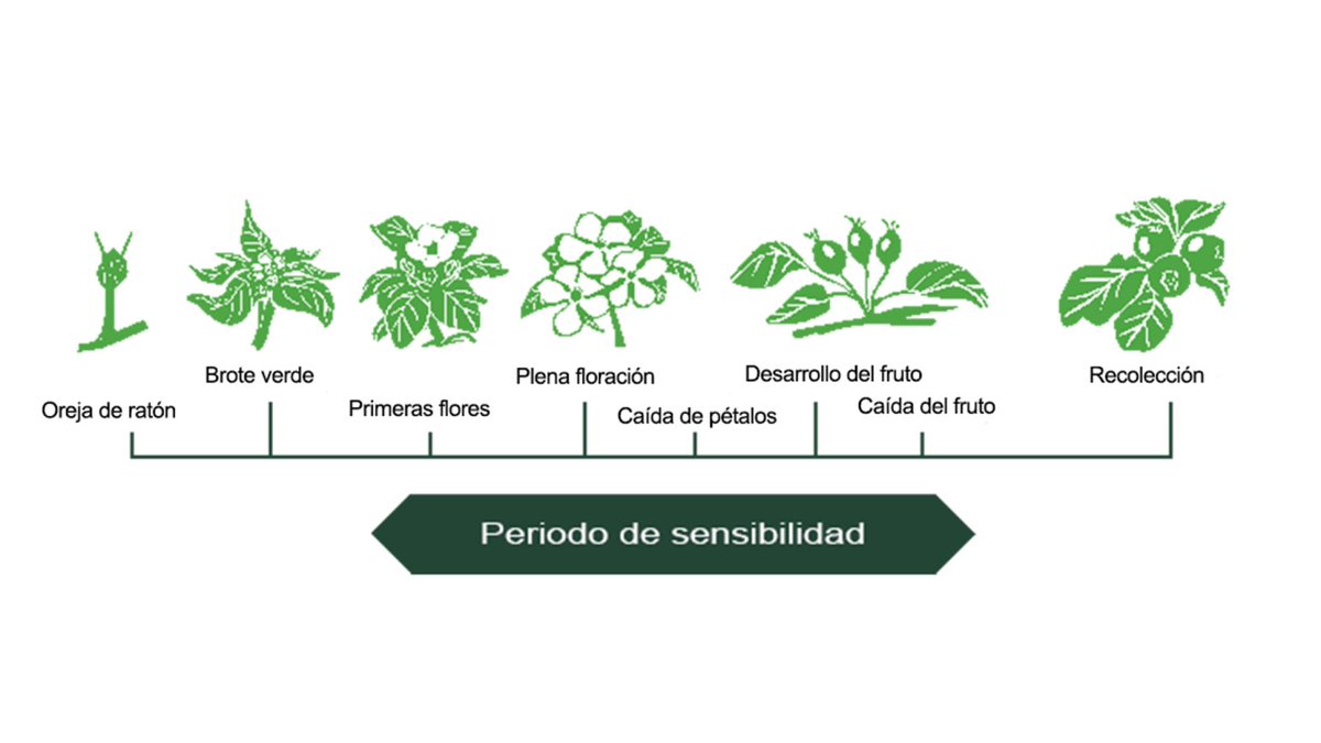 BASF_AgroES's tweet photo. El hongo del #moteado es una enfermedad que se manifiesta en forma de lesiones o manchas de color negro mate o pardo sobre las hojas, los brotes o los frutos del árbol 🌳🌿
Descubre cómo identificarlo y en qué momento intervenir en este #CAMPOSCOPIO 👇
https://t.co/wWZJ3DxEOS https://t.co/sb1EREqPJ9