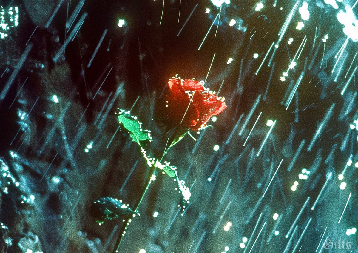 𝕲𝖎𝖋𝖙𝖘 tweet media