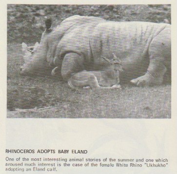 Today it's our 54th anniversary. Recently, we unearthed newsletters from the archives which have never been published online before. They include Rhino Ukhukho who adopted a baby Eland. Its mother would graze peacefully next to them in the paddock and all 3 would rest together.