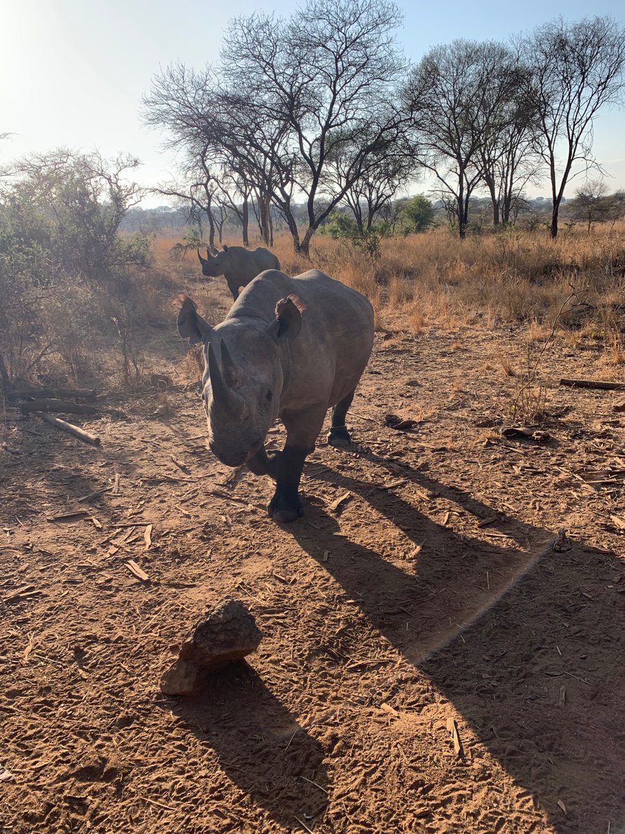 New from #OxfordSmithSchool @tSasRolfes on wild #Rhinos reveals that countries with institutional diversity, especially those that allow non-government groups to help manage rhinos, tend to do better in protecting them.
@oxfordgeography