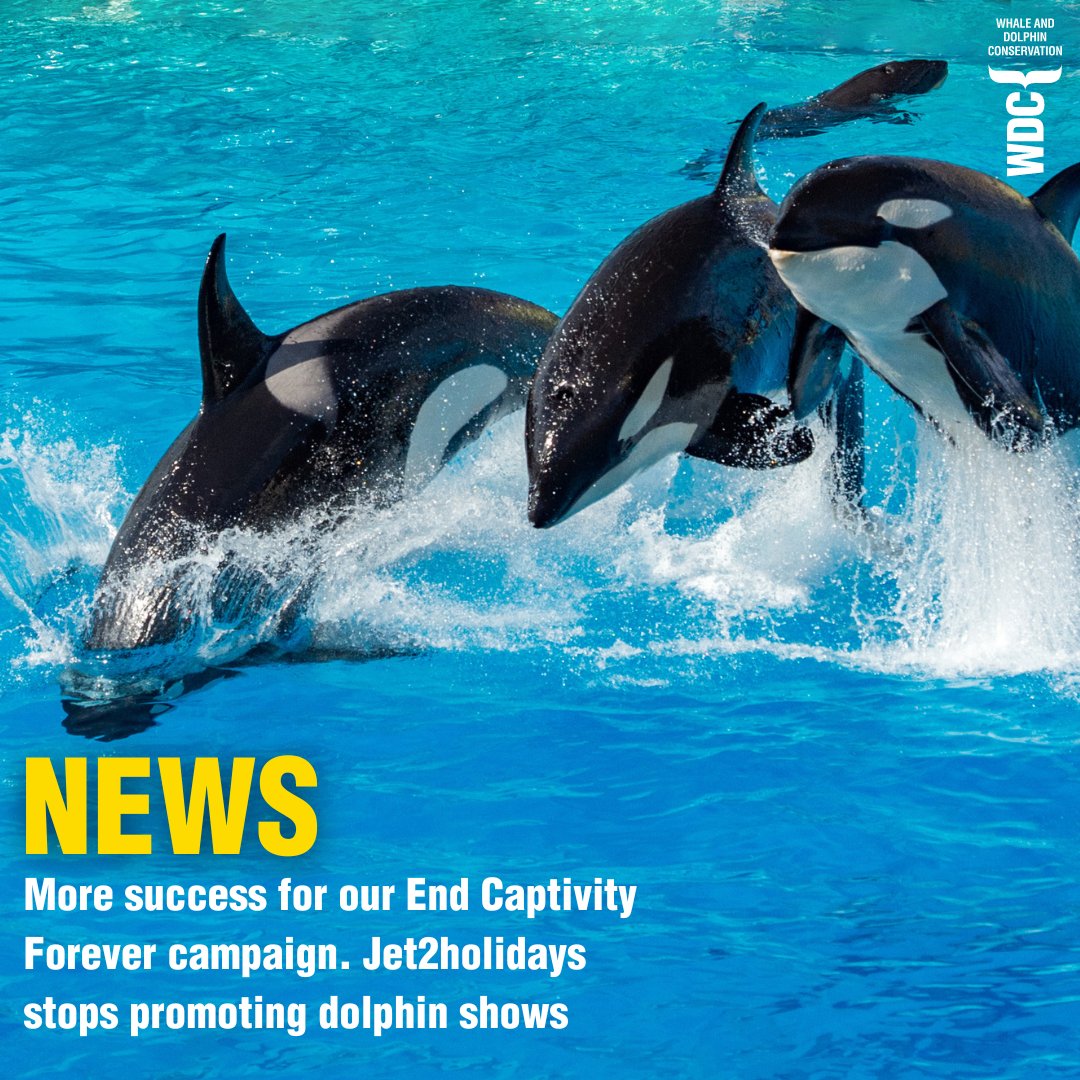 Fantastic news! Holiday giant @jet2tweets has just announced that they will stop selling tickets to attractions holding captive whales and dolphins as of TODAY! Thank you, #Jet2holidays, for joining the movement and helping to make this generation of captive whales and dolphins