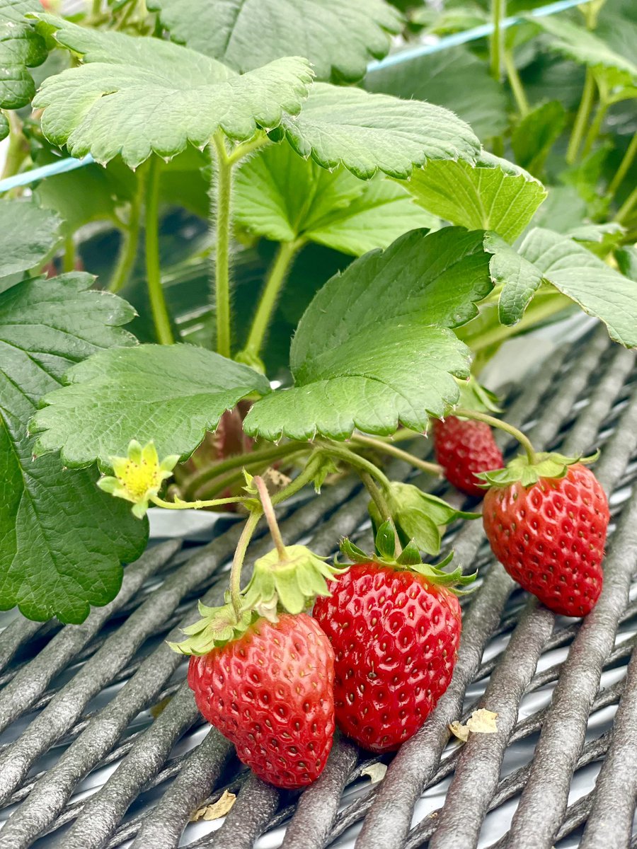 OFP_HAGI's tweet photo. 須川農園の宝石のようなイチゴ🍓
人や環境に配慮した農業を信条に作られ、とびきりおいしいです！
そのおいしさの理由を取材しました。
↓
https://t.co/Rk8ejH3AIT

#山口県産イチゴ
#道の駅ゆとりパークたまがわ
山口県の依頼で県産農林水産物を #pr  #ぶちうま100  OFP_HAGIでした。 https://t.co/Lm07wSB8Ss