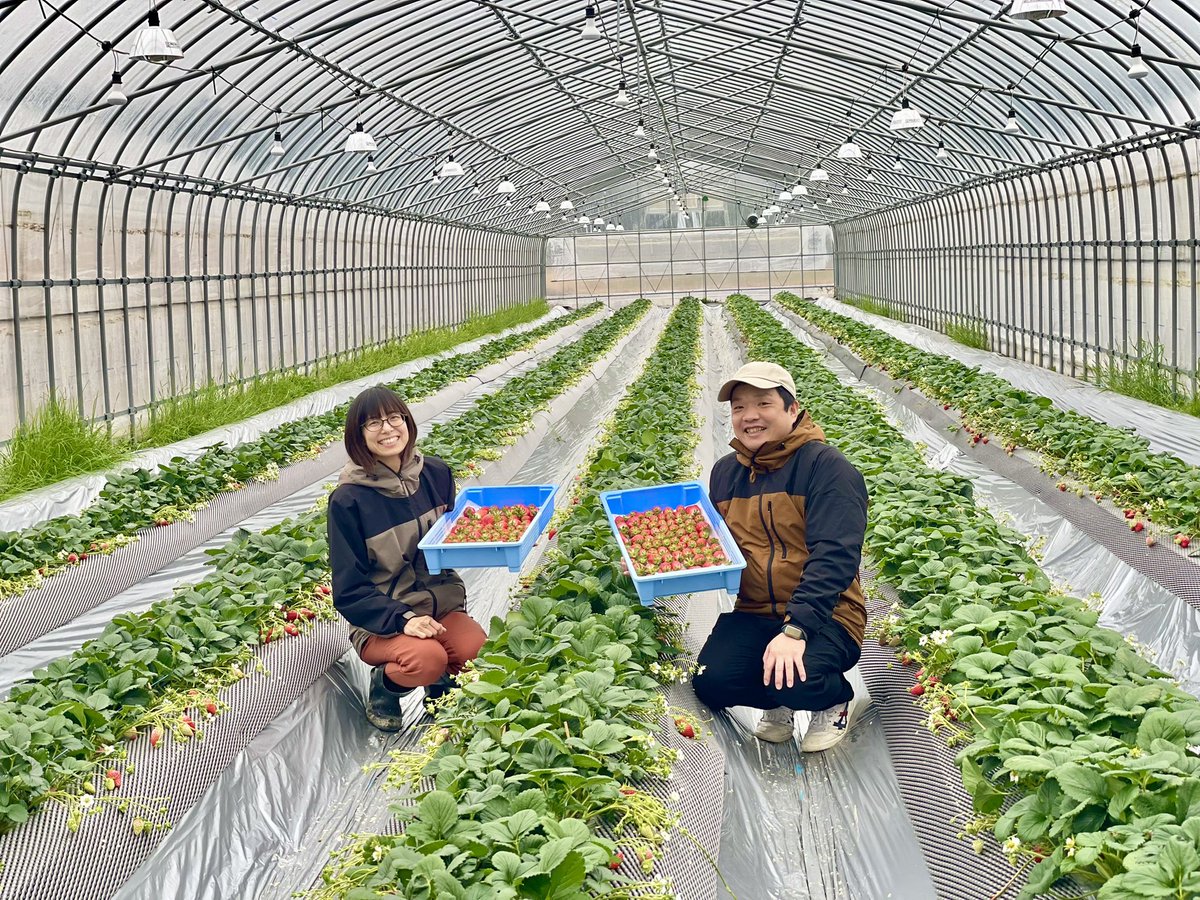 OFP_HAGI's tweet photo. 須川農園の宝石のようなイチゴ🍓
人や環境に配慮した農業を信条に作られ、とびきりおいしいです！
そのおいしさの理由を取材しました。
↓
https://t.co/Rk8ejH3AIT

#山口県産イチゴ
#道の駅ゆとりパークたまがわ
山口県の依頼で県産農林水産物を #pr  #ぶちうま100  OFP_HAGIでした。 https://t.co/Lm07wSB8Ss