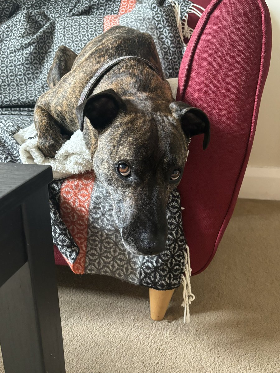 DogStarsPod tweet picture