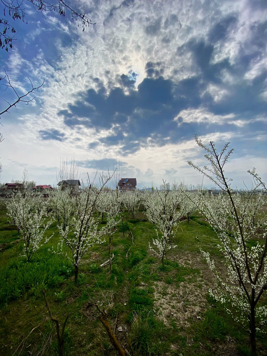 vainvernier's tweet photo. With each petal that unfurls, the promise of new beginnings whispers through the gentle breeze, reminding us of the beauty of change &amp; the resilience of life. In the embrace of spring, the plum blossoms inspire us to bloom with grace &amp; embrace the season’s endless possibilities. https://t.co/sjfYEmDA0X