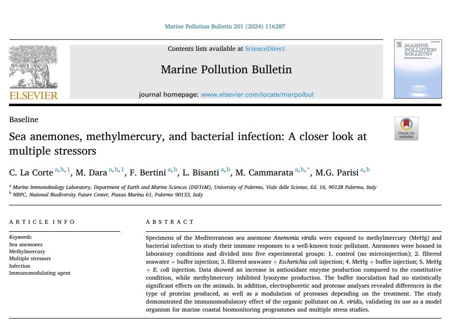 ClaudiaLaCorte's tweet photo. Exciting news 🤩!! Another work by @LabMib
is out! Thrilled that it's a part related to my doctoral thesis. 🚀 #research #zoology #marineimmunobiology #MarinePollutionBulletin
@CammarataMatteo
@MarianoDaraBiol
@luca_bisanti
@_fede_b27 
https://t.co/hgGH0MoeOd https://t.co/aTI6RkJdDR