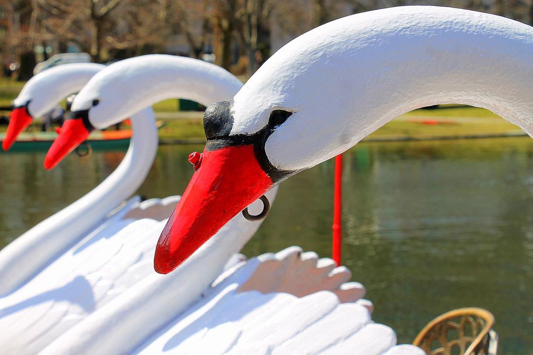 Mayor Michelle Wu and the Boston Parks and Recreation Department are pleased to announce that the popular Boston Swan Boats will open for the 2024 season at the Boston Public Garden lagoon on Saturday, April 13, at 10 a.m.

Boston.gov/SwanBoats