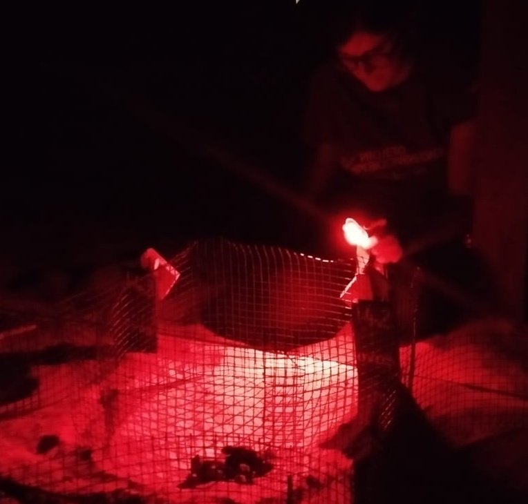 Eizaguirre Lab (@eizaguirrelab) on Twitter photo Fun to present our newer collaborative results on sex determination in #seaturtle using #DNAMethylation part of <a href="/eugeniecyen/">Charley Yen</a> s PhD project. In short, can we use DNAmeth for sexing? Yes! <a href="/NERCscience/">Natural Environment Research Council</a> <a href="/QM_SBBS/">QM_SBBS</a> <a href="/QMUL/">Queen Mary University of London</a> Fun to present our newer collaborative results on sex determination in #seaturtle using #DNAMethylation part of <a href="/eugeniecyen/">Charley Yen</a> s PhD project. In short, can we use DNAmeth for sexing? Yes! <a href="/NERCscience/">Natural Environment Research Council</a> <a href="/QM_SBBS/">QM_SBBS</a> <a href="/QMUL/">Queen Mary University of London</a>