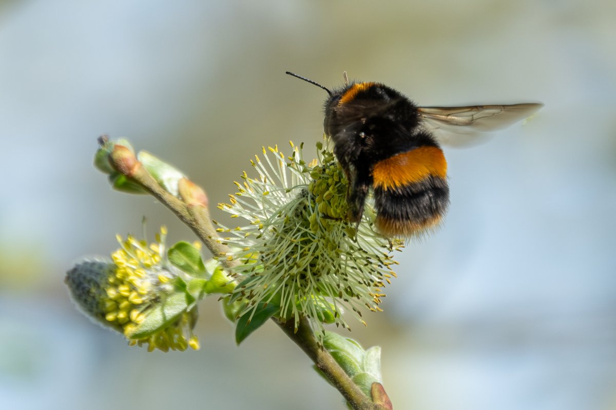 mountainmike49's tweet photo. Lovely to see signs of spring in Scartho Woodland Burial Ground yesterday. 5 singing chiffchaff and 2 small tortoiseshells as well as this buff-tailed bumble bee enjoying the pollen. @LincsWildlife @LincsNaturalist @Lincsbirding @NaturesCalendar https://t.co/itNudHmudC