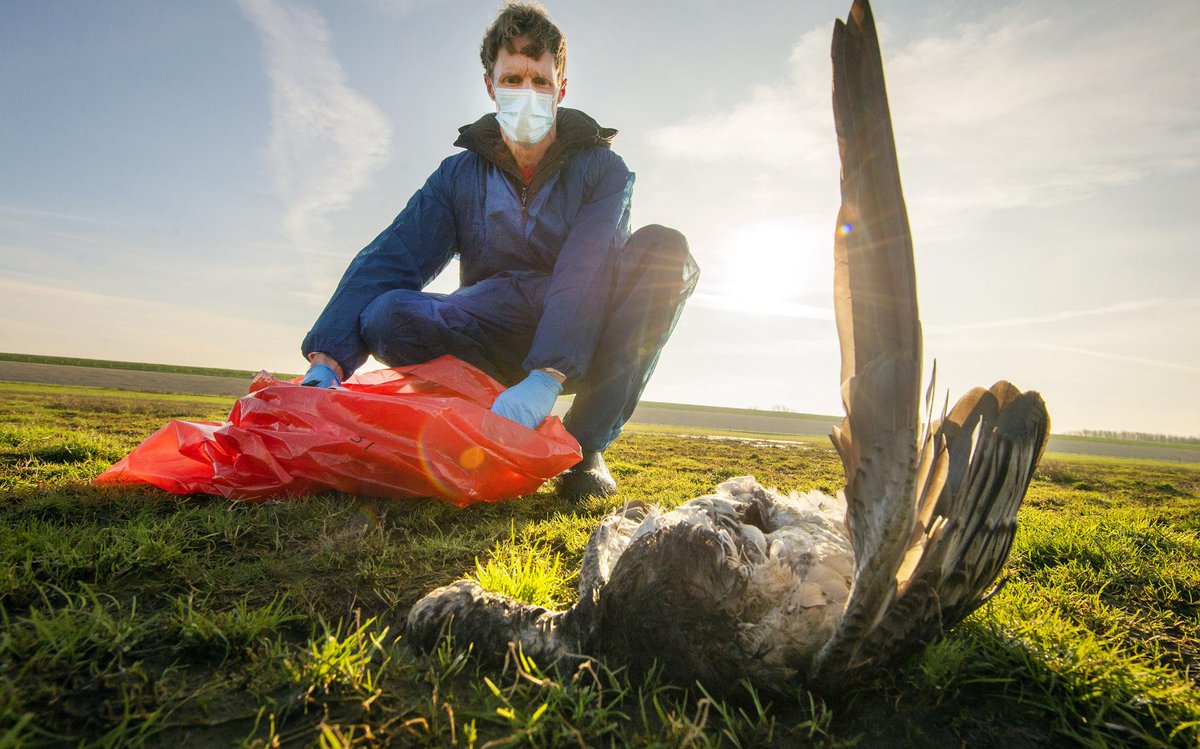 Belangrijke doorbraak met sneltesten bij vogelgriep dankzij dierenambulance De Ronde Venen: tinyurl.com/5jzuussw
#samenvoordieren #vogelgriep