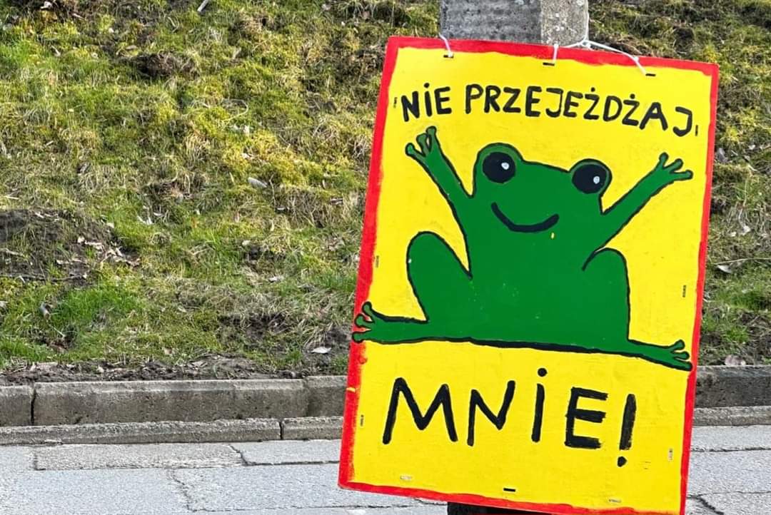 MaciejLorek1's tweet photo. Ostatnie lata to poważny spadek populacji płazów, przyczyną tego zjawiska były wieloletnie suche zimy. Warto zadbać o bezpieczne przejście na drugą stronę. #plazy #zmiany #klimatu #żaby https://t.co/nNOGTPVIJV
