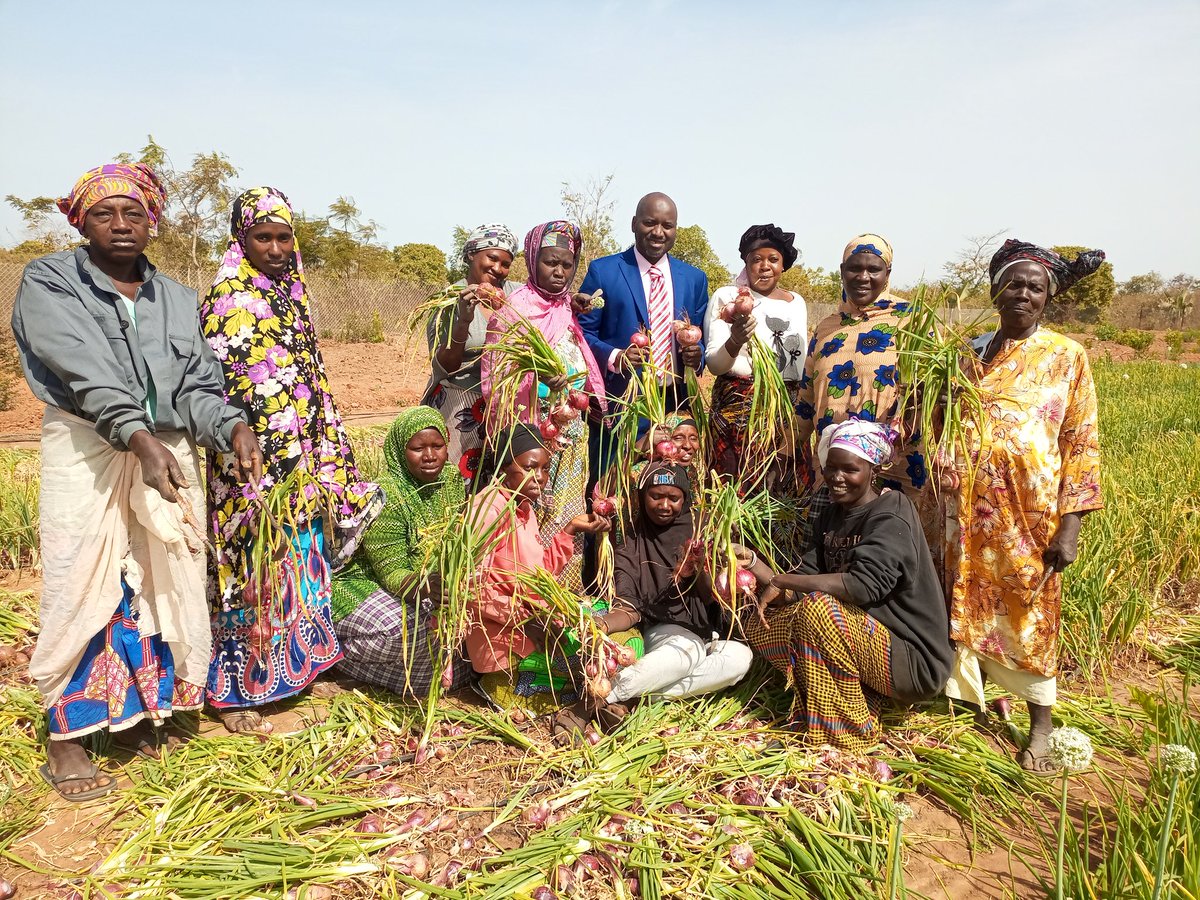 AmadouBah5's tweet photo. #OnionHarvesting at GikayFarms at Touba Kuta, Kombo East. The 5-hectare onion scheme is supported by the #WorldBank funded #Giravproject under the #CPCU of the #MinistryofAgriculture of The Gambia. Muhammed Jawara CEO of the Agribusiness firm posing with the workers for a photo https://t.co/2U1a8CT5sS