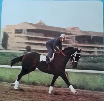 HORSERACING1002's tweet photo. ALJAMIN 🇺🇸 1970 
(DELTA JUDGE 
-SUCHA SNOB BY DEDICATE)#Aljamin 
One of the top sprinters in USA 1973 exercise at Hipodromo de las Americas 1972. A month later was shipped to Lazaro Barrera barn. https://t.co/JhYpxJ2pzN