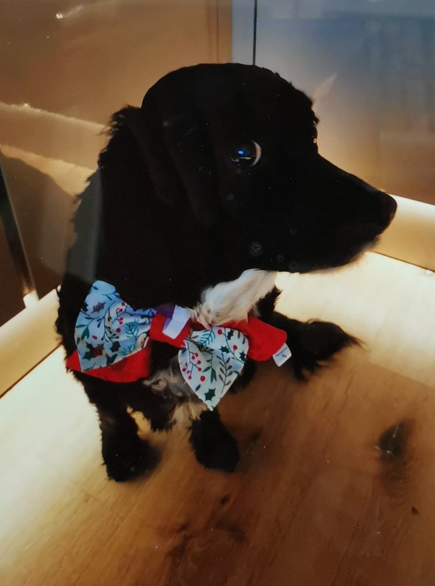 BGC210's tweet photo. Missing my beautiful baby, Betsy. My heart and thoughts are with all those people having to let go of their best friends, companions, babies and buddies. #dogs #bestfriends #babies #loss https://t.co/YQqsfCbn9K