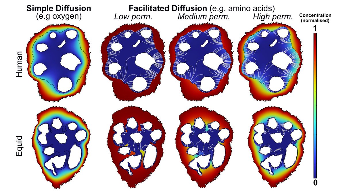 Using the segmented EM data, we modelled diffusive processes within the bounds of actual tissue architecture and propose that these trophoblast protrusions decrease uptake distances and boost facilitated diffusion of nutrients such as amino acids in equids.