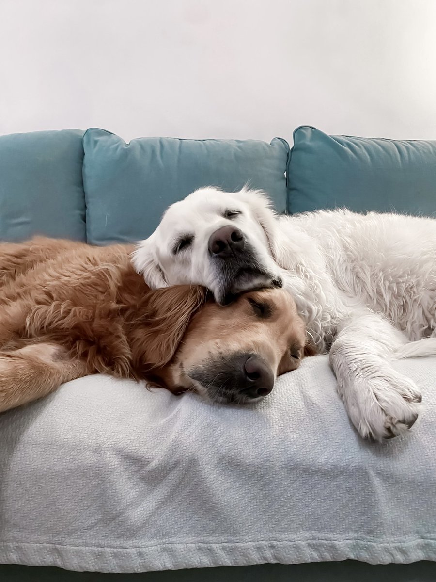 The Golden Ratio tweet media