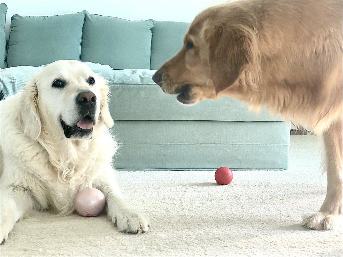 The Golden Ratio tweet media