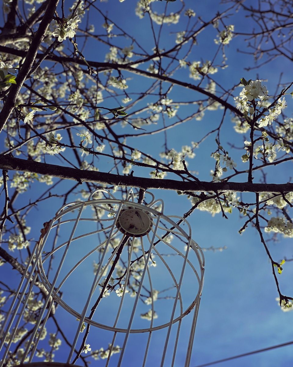 IstriaLife's tweet photo. Spring, in our Istrian garden. https://t.co/n2XiD6iHzl