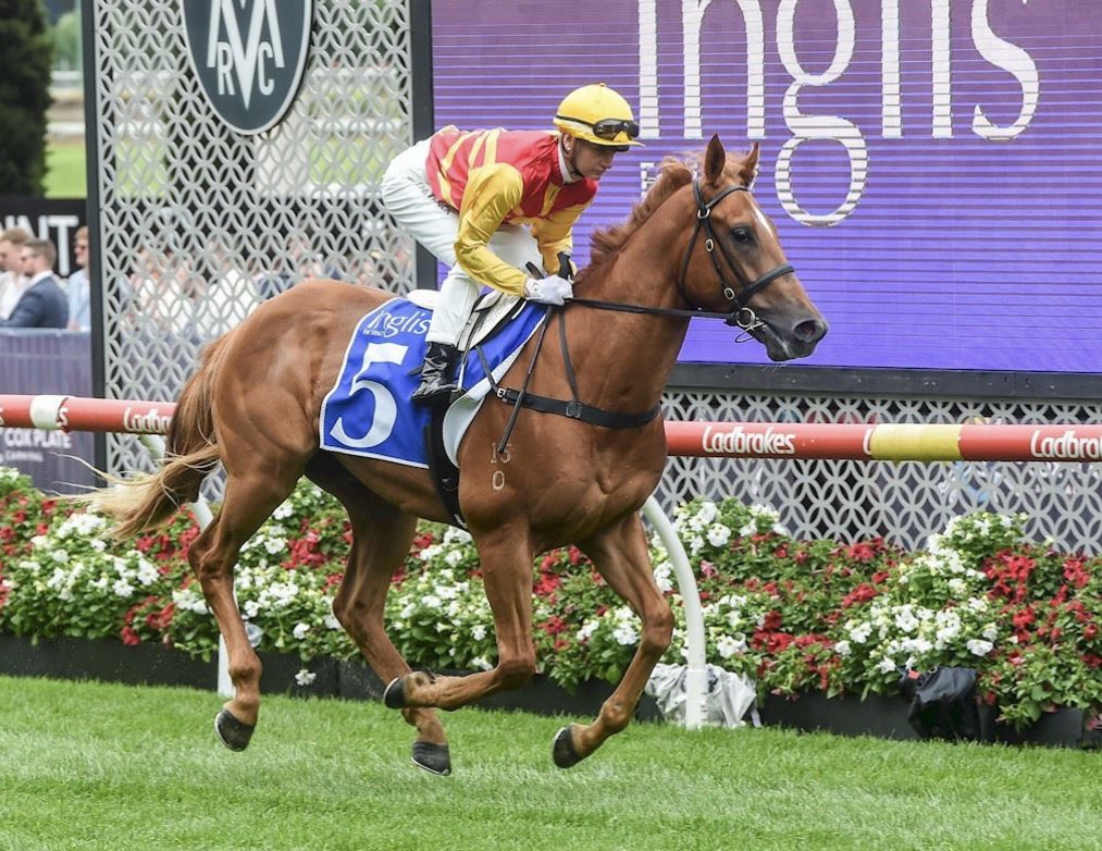 OneSyndications's tweet photo. Welcome to the stable, Sailor’s Rum🍹 

A strong 3YO chestnut gelding by Merchant Navy out of group 3 winning mare Brugal Reward.

Register your interest below ⬇️ 

Info@onesyndications.com
PDS Pending https://t.co/oPazjkg8dZ