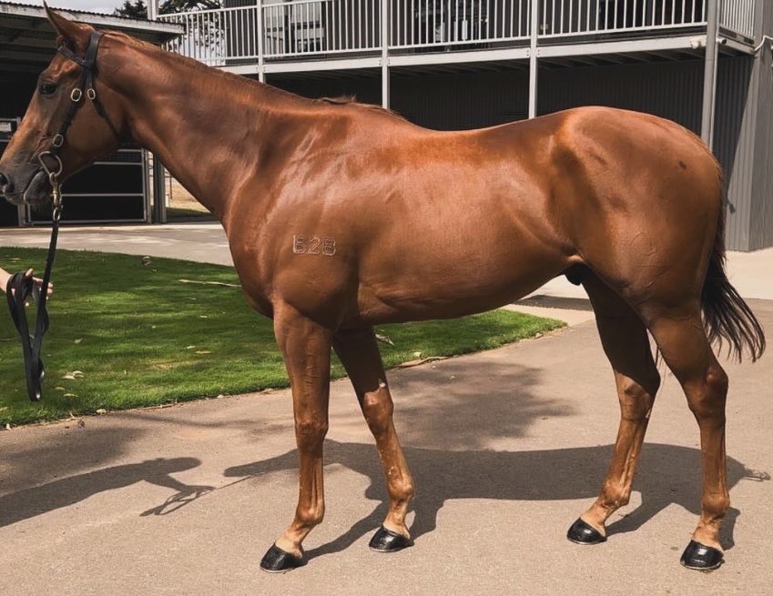 Welcome to the stable, Sailor’s Rum🍹 

A strong 3YO chestnut gelding by Merchant Navy out of group 3 winning mare Brugal Reward.

Register your interest below ⬇️ 

Info@onesyndications.com
PDS Pending
