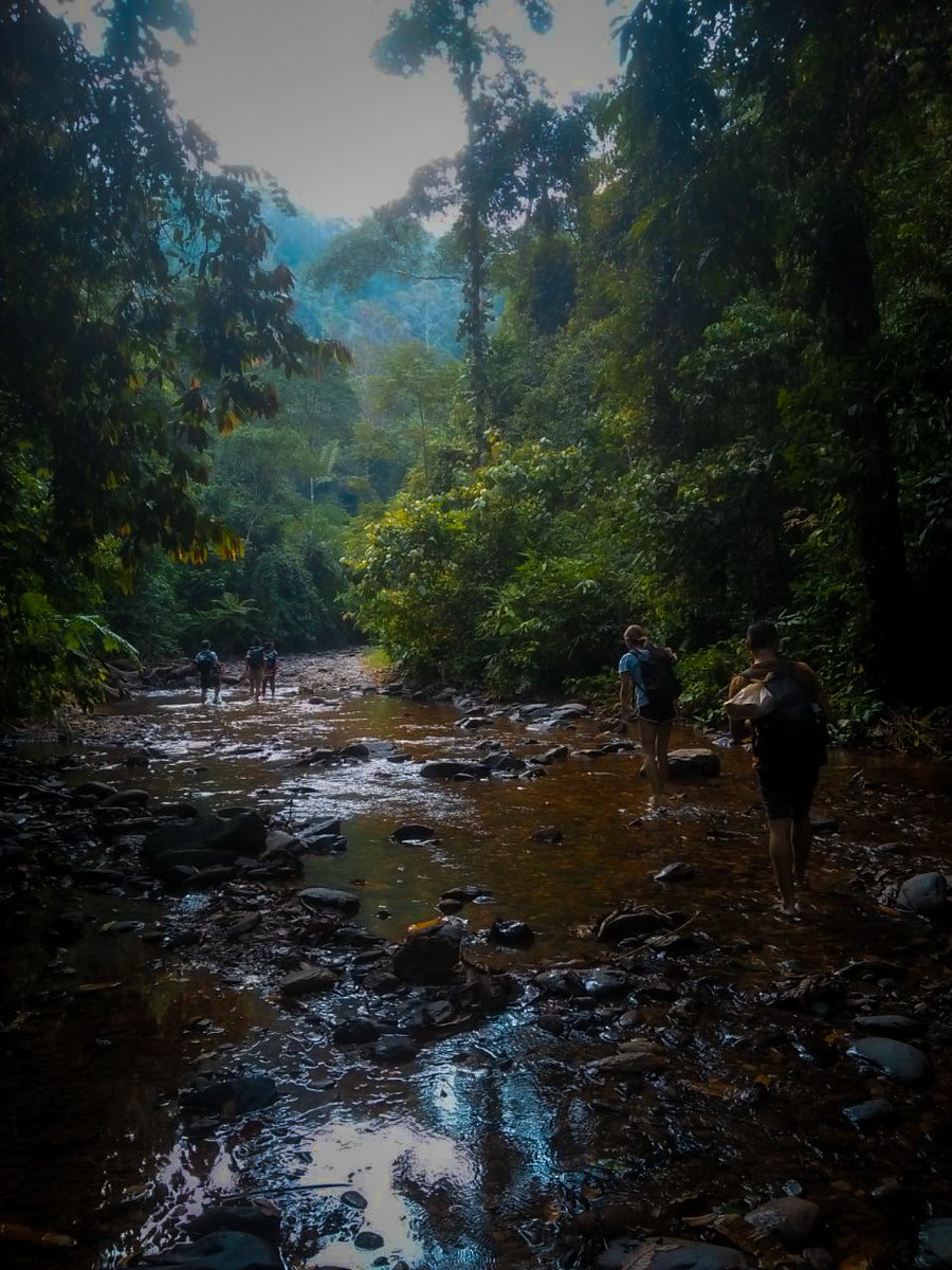 Definisi 'Mendaki Bukit, Lewati Lembah'.

🦧🏕️🏞️🌄

#IndonesiaTourism #WonderfulIndonesia 
#TNGL #Leuser #IndonesieTourisme