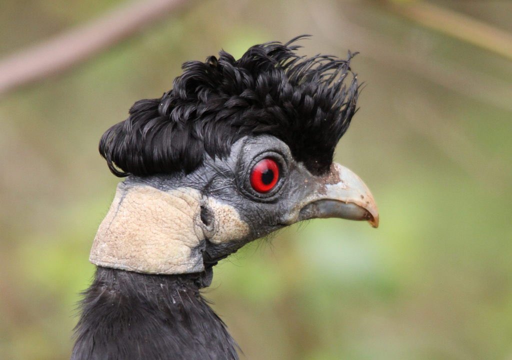 Nic_wes16's tweet photo. I have found @Dalton_Kellett’s hair doppelgänger. And I just wanted to share it with everyone https://t.co/pWKxFScaDx