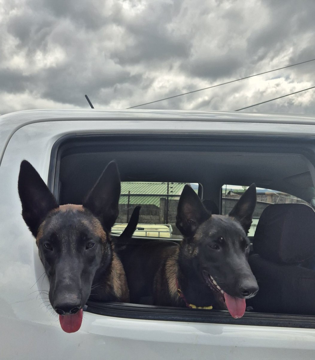 _ArriveAlive's tweet photo. Midlands EMS is thrilled to announce the addition of two new dogs to our K9 tactical and search and rescue team https://t.co/2V5su2nR3T
#ArriveAlive #NewDogs #SearchAndRescueTeam @MidlandsEMS https://t.co/UGPGDdivoZ