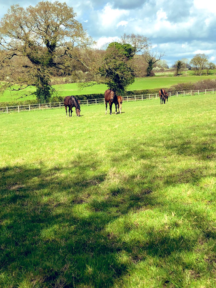 No better view than this 😍 

@rpbloodstock @DarleyStallions @newsellspark 

#perfectpower #withoutparole #charmingthought