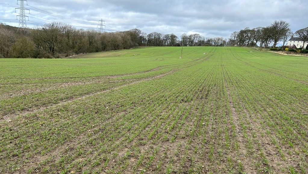 youngsRPS tweet media