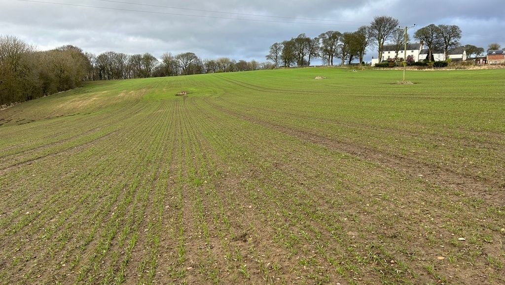 youngsRPS tweet media