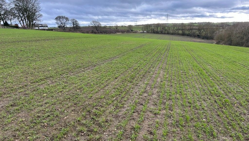 youngsRPS tweet media