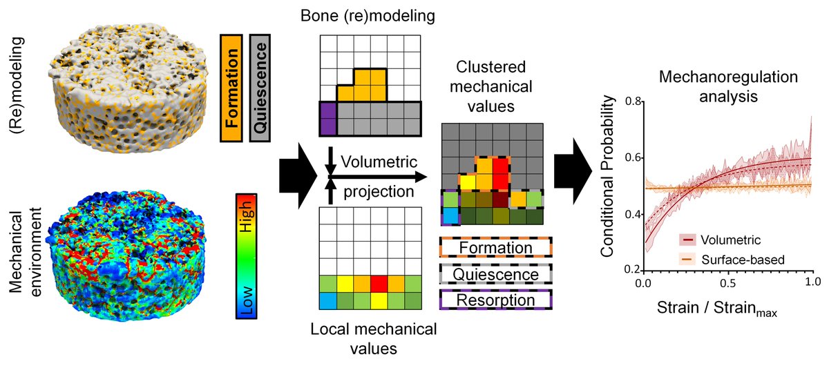 How exactly does the local mechanical environment influence bone formation in vitro? We quantified mechanoregulation of tissue formation in bone scaffolds using a volumetric method based on micro-CT and FE analysis! @eth_bone @ActaBio doi.org/10.1016/j.actb…