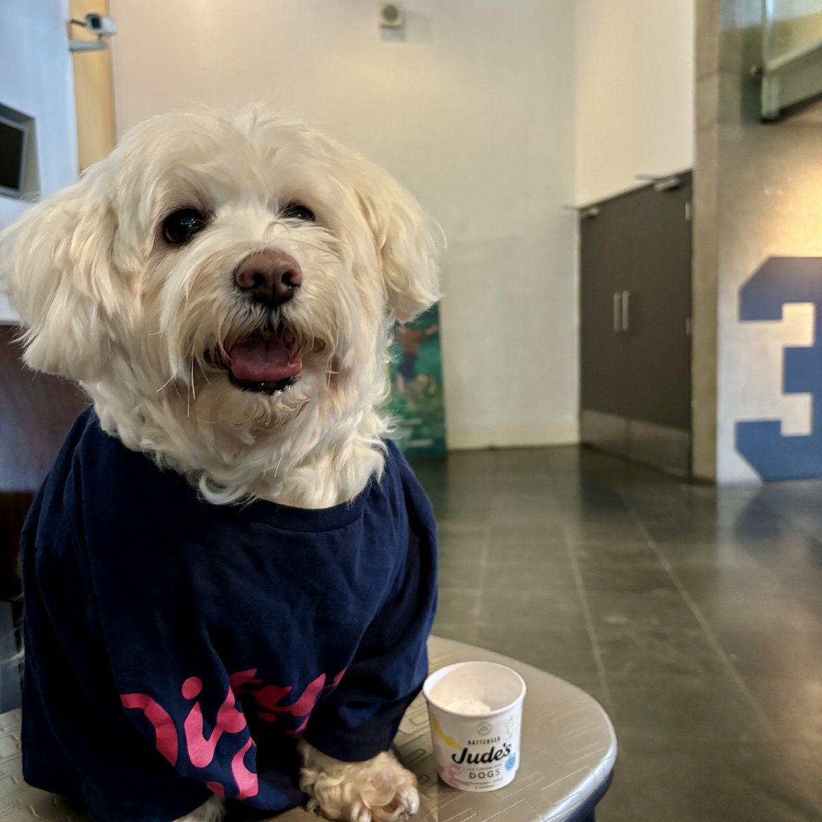 Our chief executive usher, Haribo 🐾 will be conducting through ticket checks this Sunday, for the next Dog-Friendly screening of Mother's Instinct 💡 Get you tickets ahead of time to avoid a bark down from Haribo 🫡 #dogcinema #dogfriendly #dogfriendlyuk #dogfriendlylondon