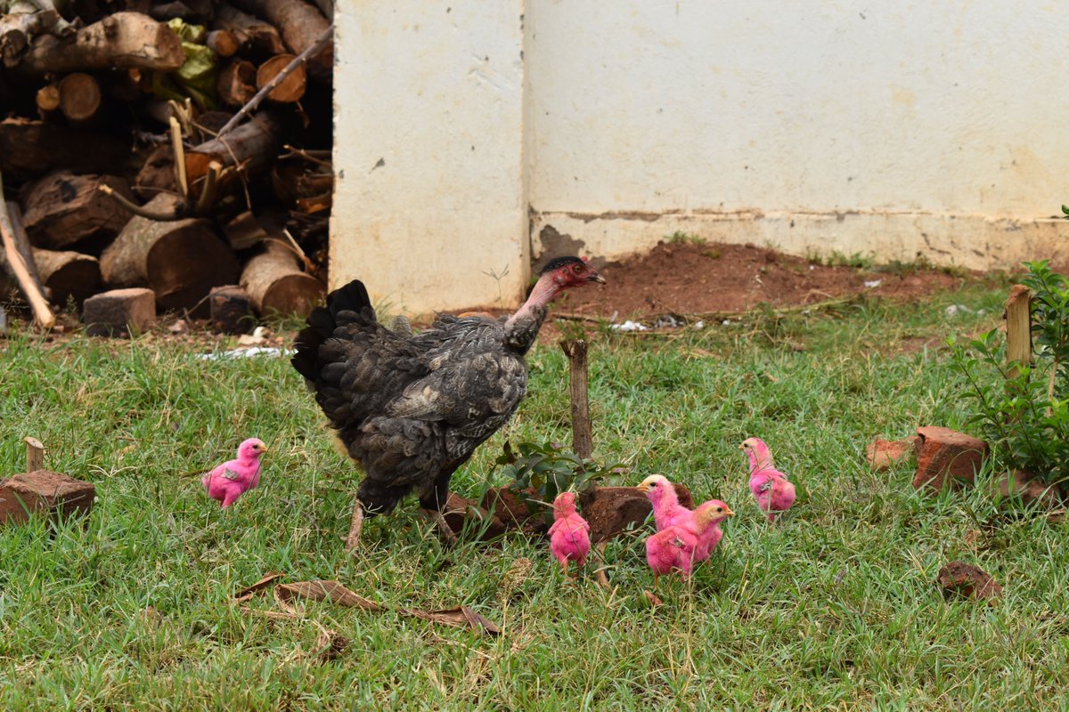 Did you know that in #Uganda they paint chicks?🐣 The children at our Ewafe home have painted the chicks a beautiful shade of pink to protect them from vultures and hawks. This allows them to roam the grounds freely without having to be shut inside to keep them safe. #HappyEaster
