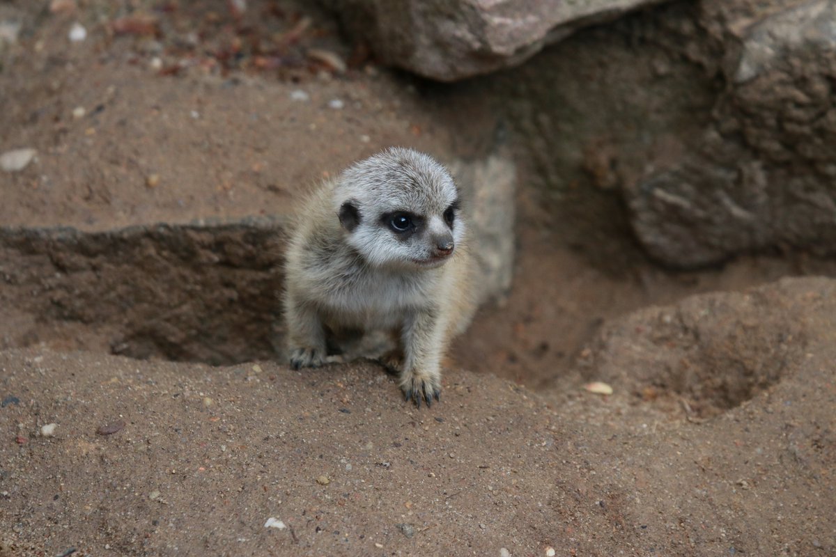 Zooverband (VdZ) tweet media