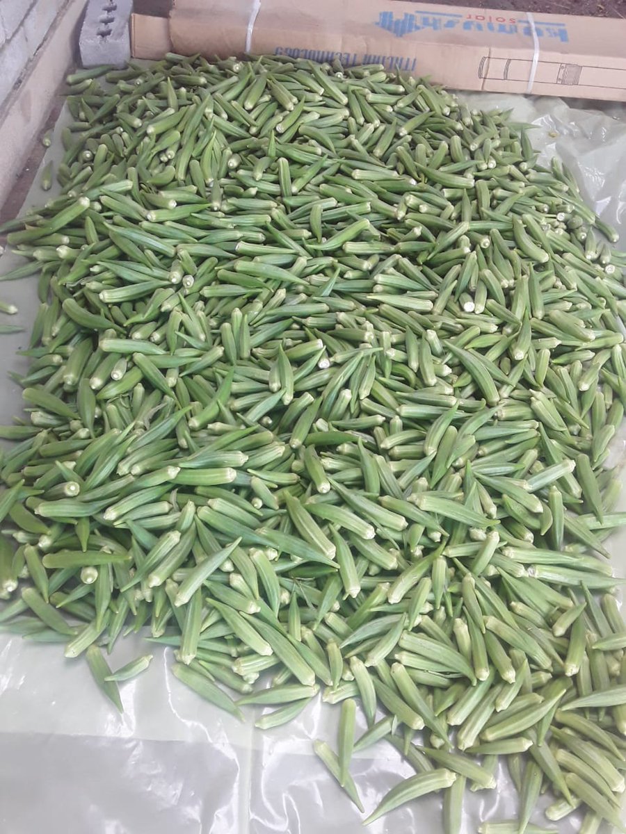 Returneefarmers's tweet photo. Okra harvesting in progress https://t.co/N2QapY1mbj
