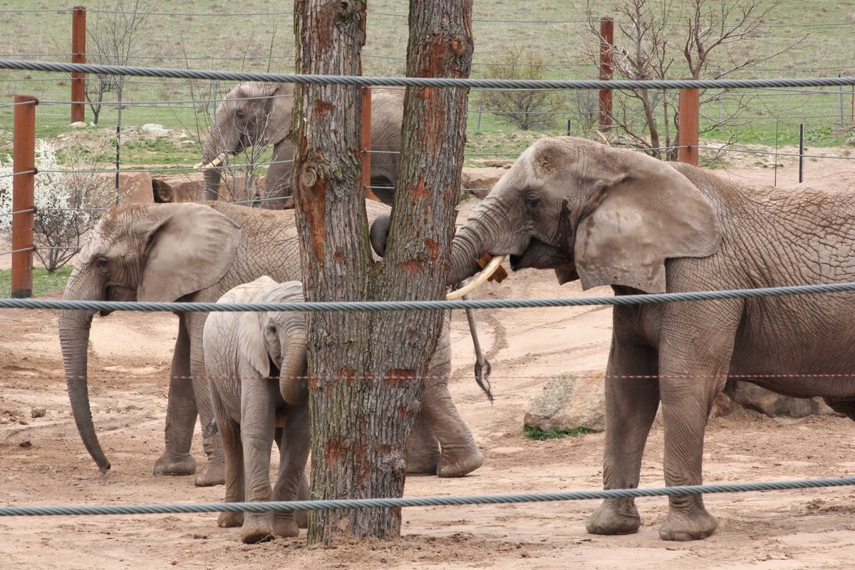 Zooverband (VdZ) (@vdz_zoos) on Twitter photo Die Sonne, der Osterhase und die Tiere, von groß bis klein, locken zu einem #Zoobesuch in den nächsten Tagen. Wir wünschen viel Freude! Die Sonne, der Osterhase und die Tiere, von groß bis klein, locken zu einem #Zoobesuch in den nächsten Tagen. Wir wünschen viel Freude!