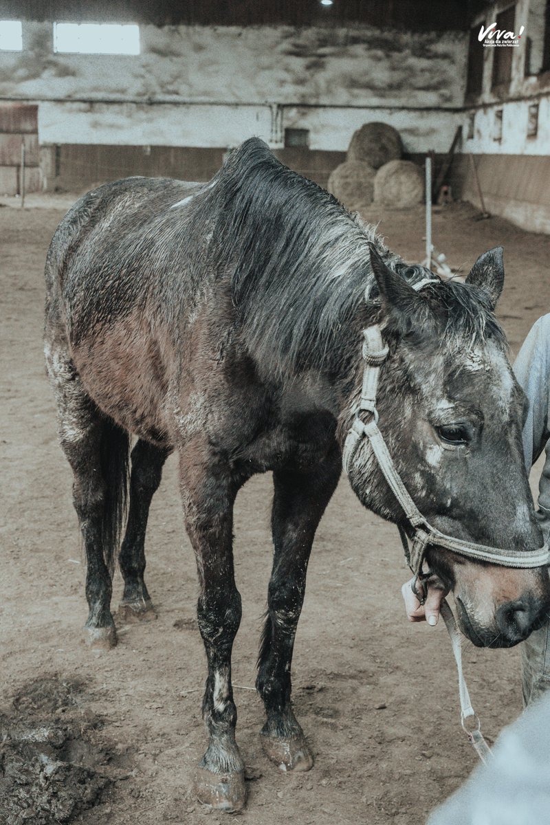 Ostatnio sporo kontrowersji wzbudziły wypowiedzi posłanek na temat koni z Morskiego Oka. Zarzucano nam, że inne konie też cierpią, a my nie reagujemy. Właśnie reagujemy! 7 koni odebranych interwencyjnie. Brudne, zaniedbane, wychudzone! Każdy z nich ma 100 kilogramów niedowagi!…