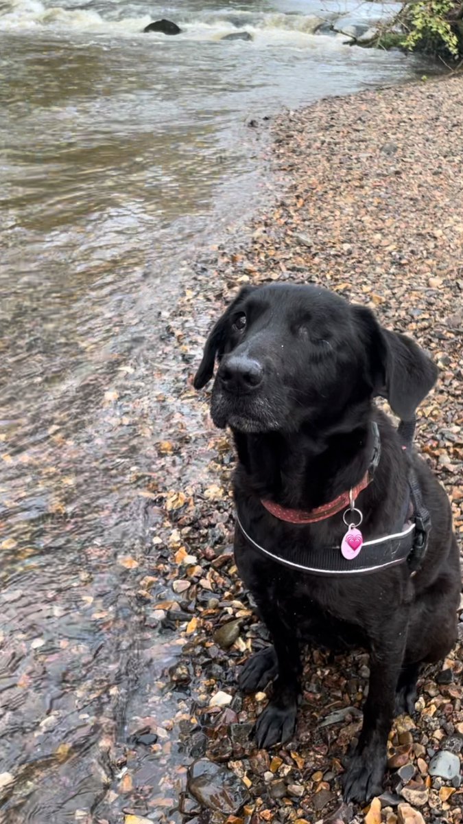 mo_rescue's tweet photo. We had sunshine, hail and rain on our walk today! โ๏ธ โ๏ธ ๐ง๏ธ Iโm glad to be home and curled up on the sofa #WeatherUpdate #HurryUpSpring https://t.co/lhK4FuVs1T