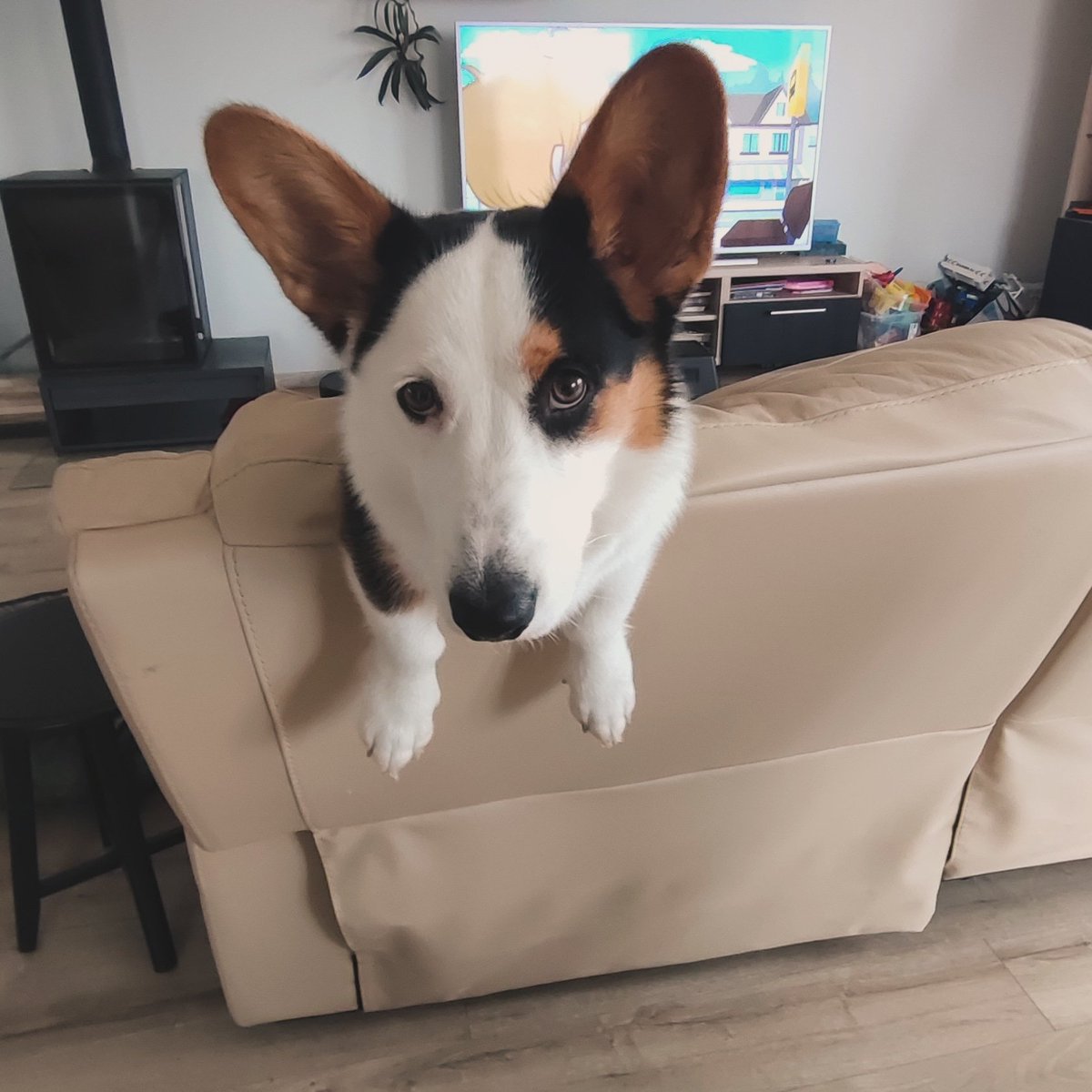 Suns tiek vests uz paklausības skoliņu jau vairākus mēnešus. Vakar likās, ka suns neko nav apguvis par šiem mēnešiem. Pat sēdēt negribēja. Otrais variants, ka saimnieks nemāk savu suni vadīt.