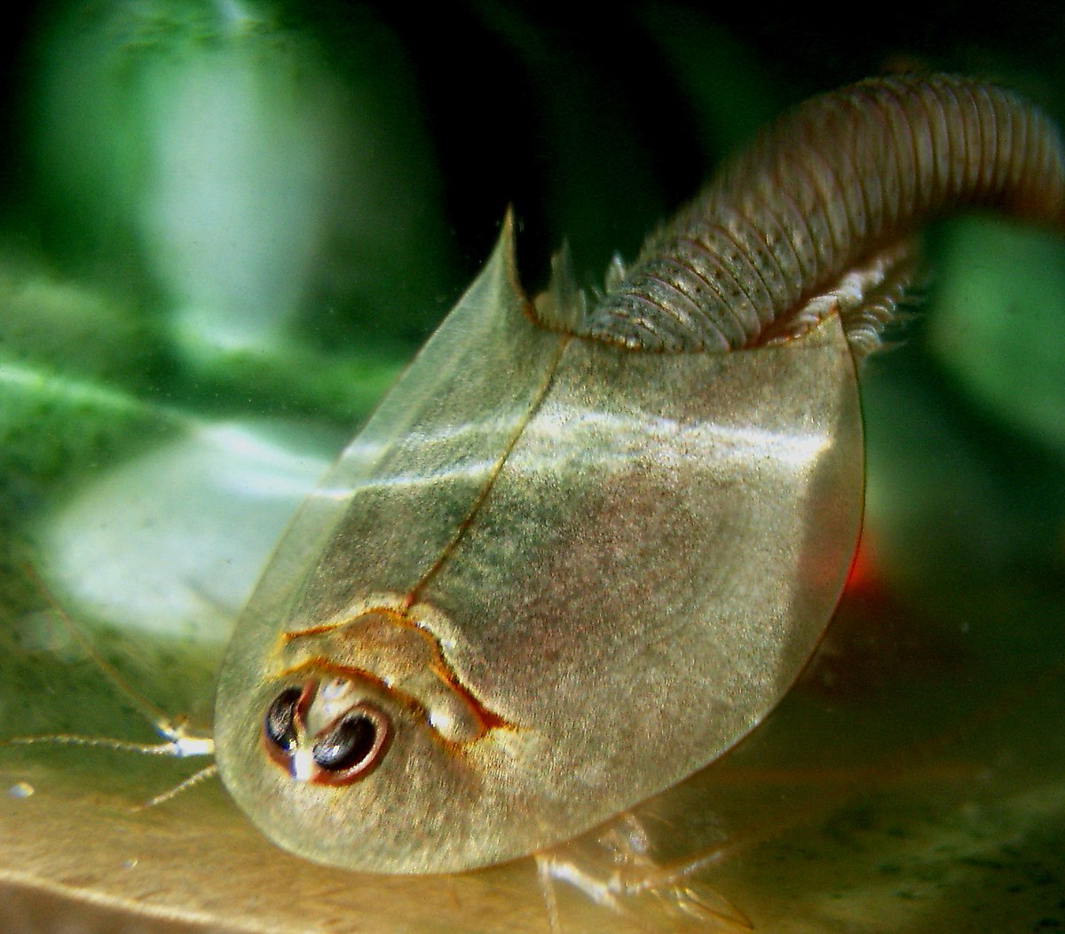 GothicBunii's tweet photo. Boo! (Ce n'est pas le mien, je reçois les œufs jeudi)
Voilà un Triops, une très vieille bestiole, on les présente souvent au grand public comme des « fossiles vivants »
Je trouve ça fou qu'ils ont toujours un look ancien 🤩
#insectes #triops #animalia #arthropodes #crustacés https://t.co/SY1gDu6pxF