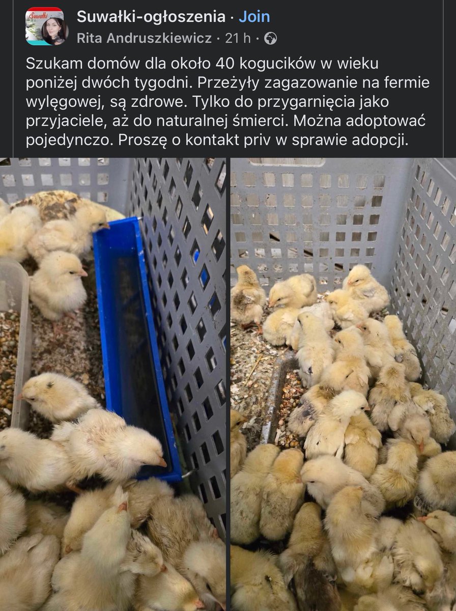 ej, całkowicie serio - chce może ktoś koguta?