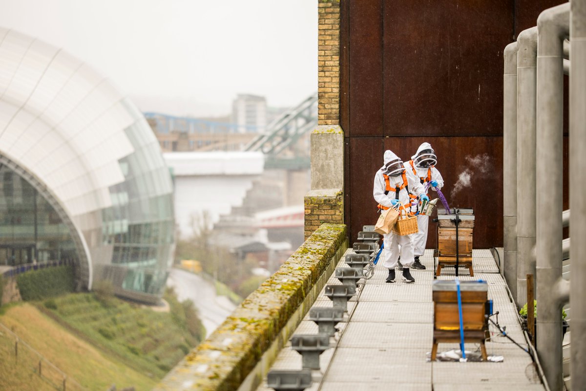 @NEYDandL @balticgateshead @UniofNewcastle A group of young dads from @NEYDandL have been creating a buzz about climate action on the roof of the iconic @balticgateshead. They’ve worked with over a million bees, with one young dad launching his own brand of honey.