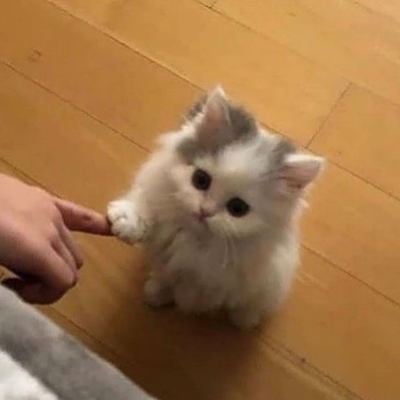 PunchingCat tweet picture
