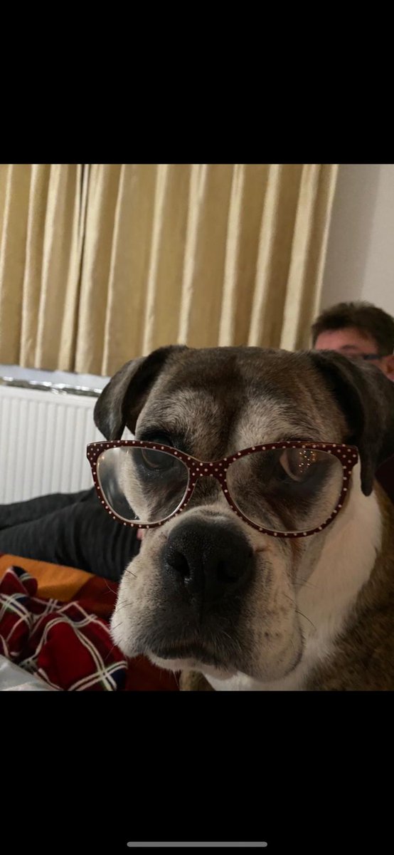 Friends, it’s a sad day today, my auntie Ruby, the beautiful boxer dog has gone over the rainbow bridge 💔🌈 please send lots of love to Rubys parents 💜🌈💜 #SadDay #Love #DogofTwitter #Boxer #Rainbow