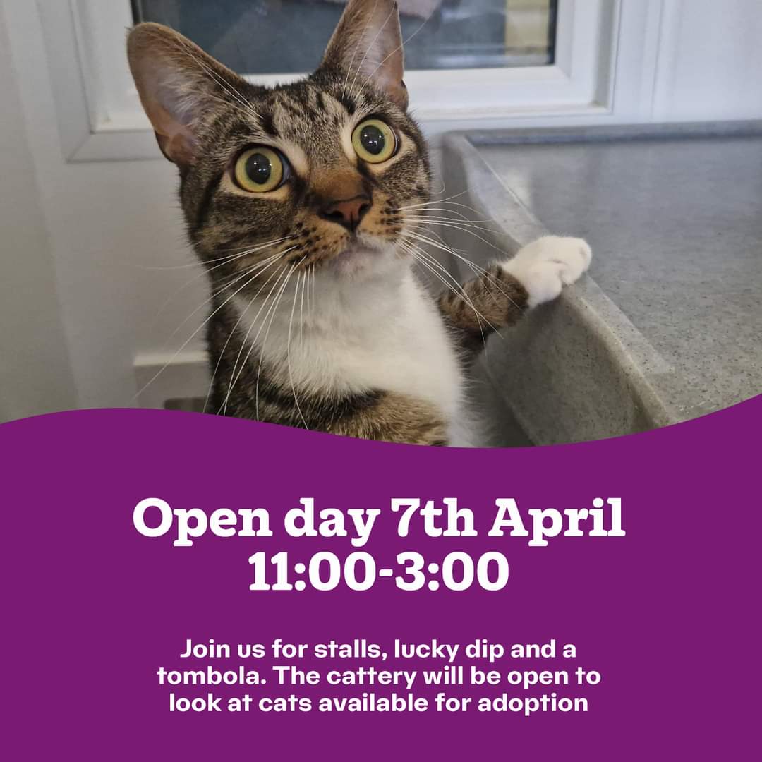 We hope you can all pop along to our #openday. we hold several events throughout the year, welcoming you all to come and see the cats, ask about the work we do and treat yourselves at our wonderful #craft stalls. 🐈 😻 

#fundraising #openevent #rehoming #rescue