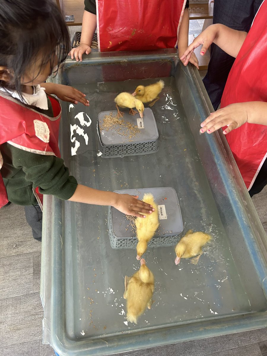 Meet our adorable ducklings! 🥚🦆🐣 Our pupils in the EYFS and across the school have had an amazing experience for the last two weeks! We’ve watched our ducklings hatch and grow, whilst learning about their life cycle! We’ve also learned how to care for them. #IncredibleEggs 🦆